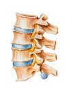 Spine - Nerve Irritation Royalty Free Stock Photo