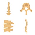 Spine orthopedic vertebra icons set, flat style