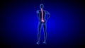 Spine pain. Blue human anatomy body 3d scan render on blue background - seamless loop
