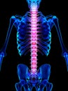 Spine painful skeleton x-ray, 3D illustration.