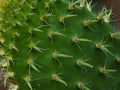 Spine Pattern On Opuntia Ficus-Indica Cactus In Greenhouse Royalty Free Stock Photo