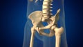 Human spine with pelvis medical background