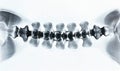 A spine is shown in black and white Royalty Free Stock Photo