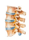 Spine - Spinal Nerve Irritation Royalty Free Stock Photo
