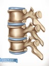 Spine structure. Human skeleton, medicine. 3d vector