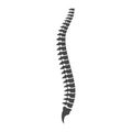 Spine structure icon Royalty Free Stock Photo