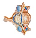 Spine - Vertebra