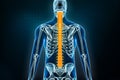 Spine or vertebral column x-ray posterior view. Osteology of the human skeleton, back bones 3D rendering illustration. Anatomy,