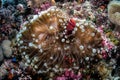 Spinecheek Anemonefish in Wakatobi National Park Royalty Free Stock Photo