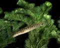 Spined Loach, cobitis taenia