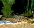 Spined Loach, cobitis taenia