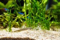 Spined loach (Cobitis taenia) is a common freshwater fish in Europe Royalty Free Stock Photo