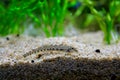 Spined loach (Cobitis taenia) is a common freshwater fish in Europe Royalty Free Stock Photo