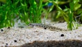 Spined loach (Cobitis taenia) is a common freshwater fish in Europe Royalty Free Stock Photo