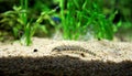 Spined loach (Cobitis taenia) is a common freshwater fish in Europe Royalty Free Stock Photo