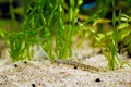 Spined loach (Cobitis taenia) is a common freshwater fish in Europe Royalty Free Stock Photo