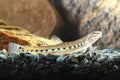 Spined loach, Cobitis taenia is resting in the freshwater aquarium