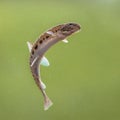 Spined loach in water