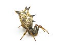 spined micrathena or castleback orbweaver orb weaver spider - Micrathena gracilis - female isolated on white background side top