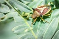 Spined soldier bug Podisus maculiventris Royalty Free Stock Photo