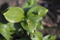 Spineless butchers broom