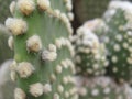 Spineless Cactus, also called hairless