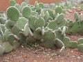 Spineless Cactus, also called hairless