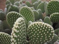 Spineless Cactus, also called hairless