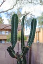 Spineless Cereus Catus in Winter