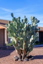 Spineless Nopal Cactus or Prickly Pear in Xeriscaping