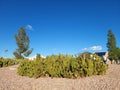 Spineless Nopal Cactus or Prickly Pear in Xeriscaping