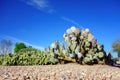 Spineless Prickly Pear Cacti in Xeriscaping