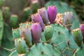 Spineless Prickly Pear Cactus or tigertongue Cactus, lat. opuntia cacanapa ellisiana