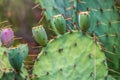 Spineless Prickly Pear Cactus or tigertongue Cactus, lat. opuntia cacanapa ellisiana