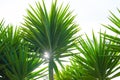 Spineless Yucca (Yucca Elephantipes) is the tallest of the Yuccas. Royalty Free Stock Photo