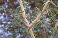 spines of acacia tree in Aswan Royalty Free Stock Photo