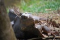 Spines Along the Back of an Iguana in the Tropics Royalty Free Stock Photo
