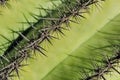 Spines on cactus