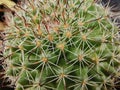 The spines of cactus were spreading Royalty Free Stock Photo