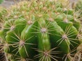 The spines on the Echinopsi cactus were spreading Royalty Free Stock Photo