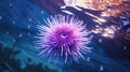 spines purple sea urchins Royalty Free Stock Photo
