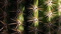 Spines radiating from areoles on a green surface. Spines are Royalty Free Stock Photo
