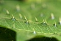 Spines on the surface of a leave Royalty Free Stock Photo