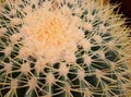 Spines and Thorns - Echinocactus grusonii - Close up of Cactus