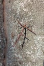Spines on the trunk of the acacia tree Royalty Free Stock Photo
