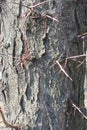 Spines on the trunk of the tree acacia Royalty Free Stock Photo