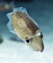 Spinesless cuttlefish, sepiella inermis Royalty Free Stock Photo