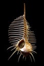 Spiney Murax Shell