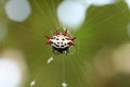 Spiney orb weaver spider