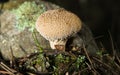 Spiney puffball mushroom